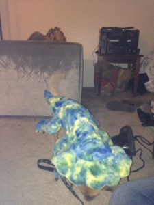My dog in a triceratops costume